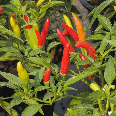 Tabasco Hot Pepper Seeds - The Pepper Pantry (Formerly Marie Sharp's)